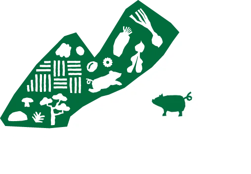 Mountain Pig 1